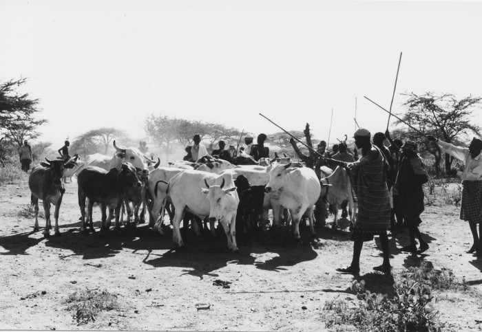 Cattle in the boma